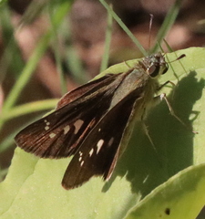 Pelopidas mathias