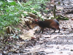 Dasyprocta prymnolopha