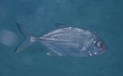 Caranx