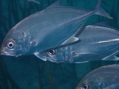 Caranx