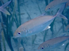Caranx