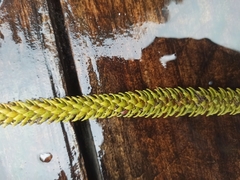 Araucaria heterophylla
