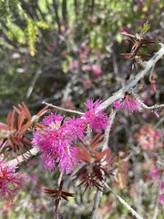 Melaleuca wilsonii