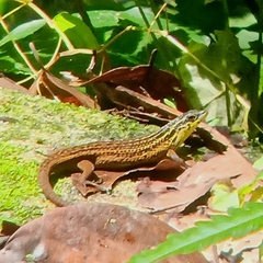 Eutropis rugifera