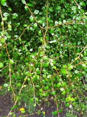 Coprosma virescens