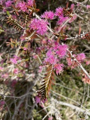 Melaleuca wilsonii