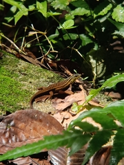 Eutropis rugifera