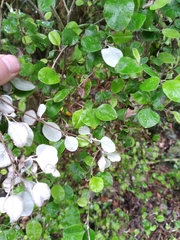 Helichrysum lanceolatum