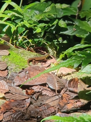 Eutropis rugifera