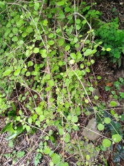 Coprosma rotundifolia