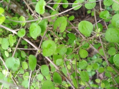 Coprosma rotundifolia