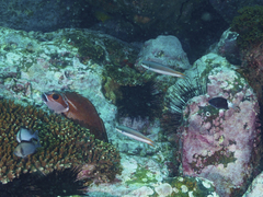 Thalassoma amblycephalus