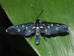 Amata longipes