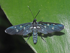 Amata longipes