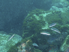 Thalassoma amblycephalus