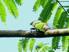 Hemisciera maculipennis