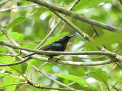 Leptocoma calcostetha