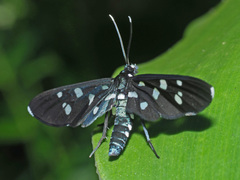Amata longipes