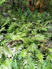 Blechnum procerum