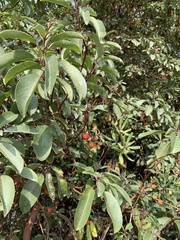 Arbutus andrachne