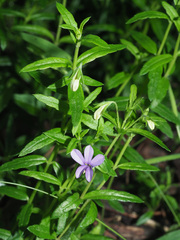 Monopsis stellarioides