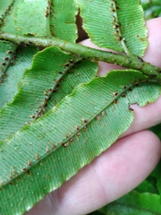 Blechnum procerum