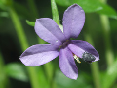 Monopsis stellarioides