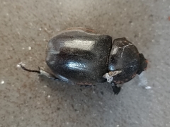 Xylotrupes gideon