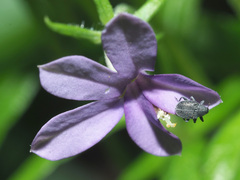 Monopsis stellarioides