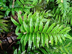 Blechnum procerum