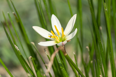 Zephyranthes candida