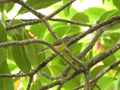 Leptocoma calcostetha