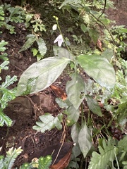 Codonacanthus pauciflorus