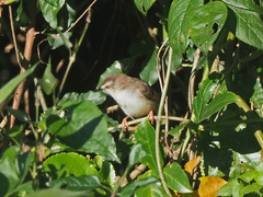 Prinia subflava