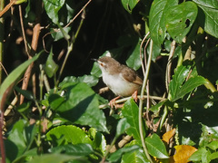 Prinia subflava