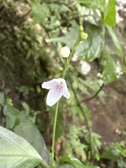 Codonacanthus pauciflorus