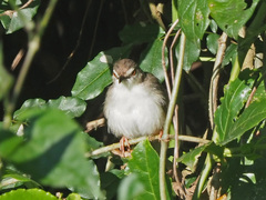 Prinia subflava
