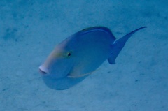Acanthurus xanthopterus