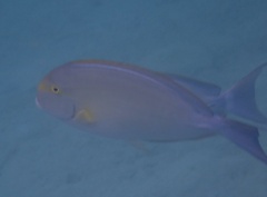 Acanthurus xanthopterus