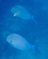 Acanthurus xanthopterus