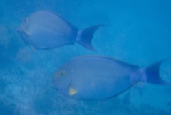 Acanthurus xanthopterus