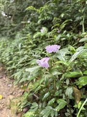 Strobilanthes cusia