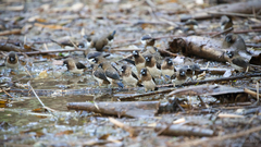 Lonchura striata subsquamicollis