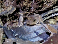 Proceratophrys renalis