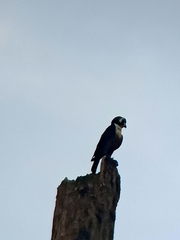 Microhierax fringillarius