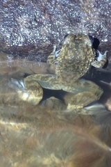 Limnonectes kuhlii
