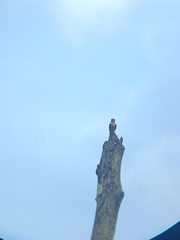 Microhierax fringillarius