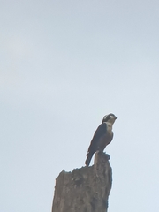 Microhierax fringillarius