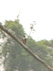 Microhierax fringillarius