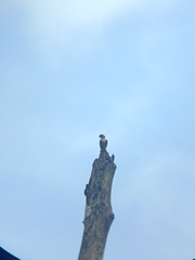 Microhierax fringillarius